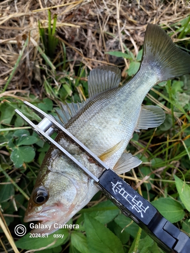 ラージマウスバスの釣果