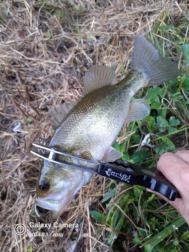 ラージマウスバスの釣果