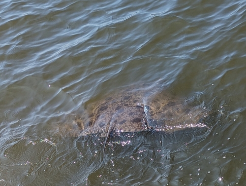 ツバクロエイの釣果