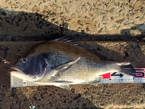 クロダイの釣果