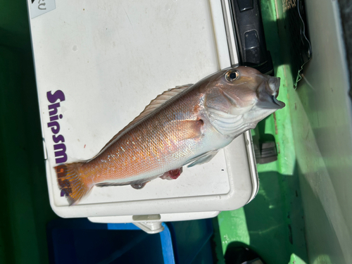 シロアマダイの釣果