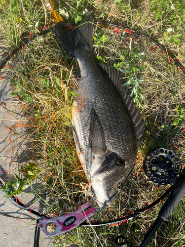 チヌの釣果