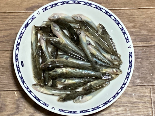 マハゼの釣果