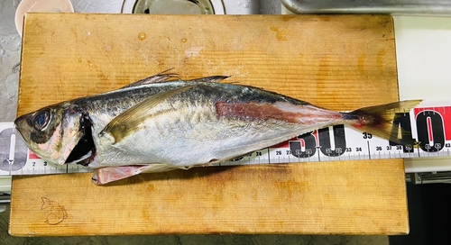 マアジの釣果