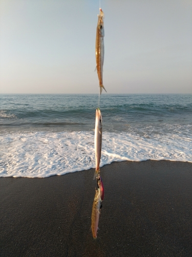 カマスの釣果