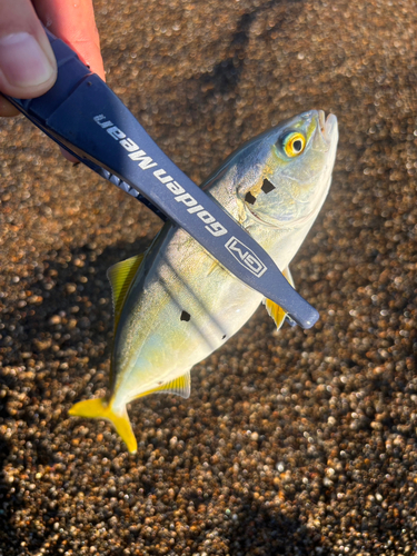 ワカシの釣果