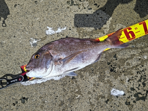 マダイの釣果