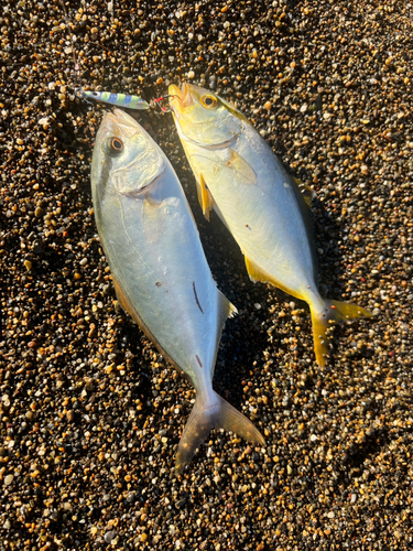 ショゴの釣果