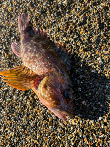 キジハタの釣果