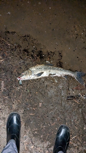 ニゴイの釣果