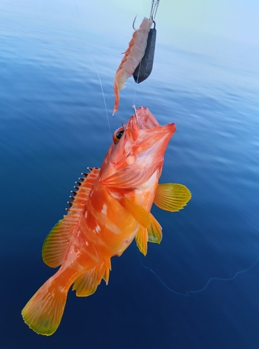 アカハタの釣果