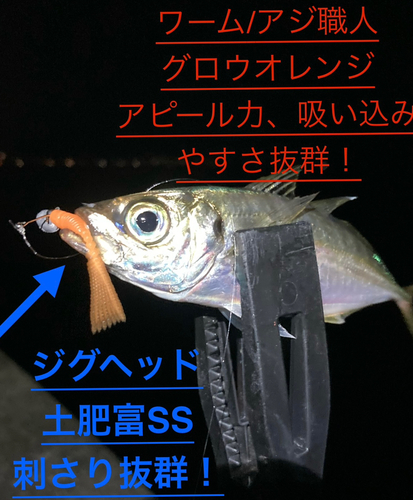 アジの釣果