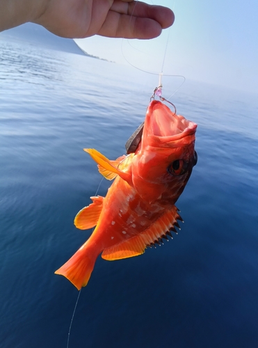 アカハタの釣果