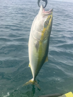 ワラサの釣果