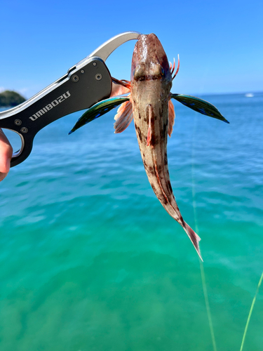 ホウボウの釣果