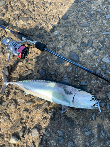 ソウダガツオの釣果