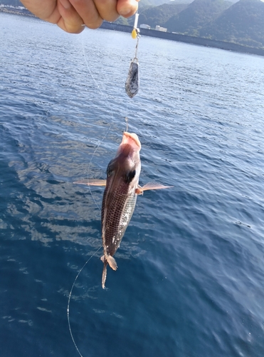 メイチダイの釣果