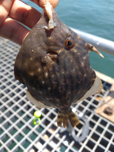 カワハギの釣果