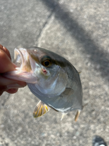 ショゴの釣果