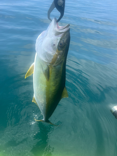 ヒラマサの釣果