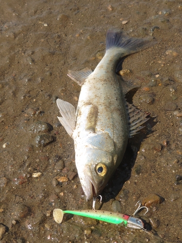 スズキの釣果