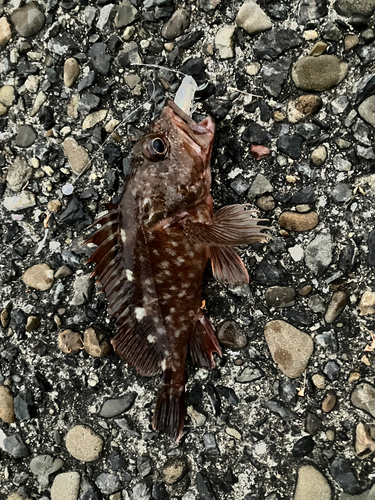 カサゴの釣果