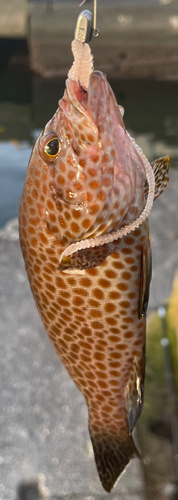 オオモンハタの釣果