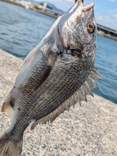 チヌの釣果