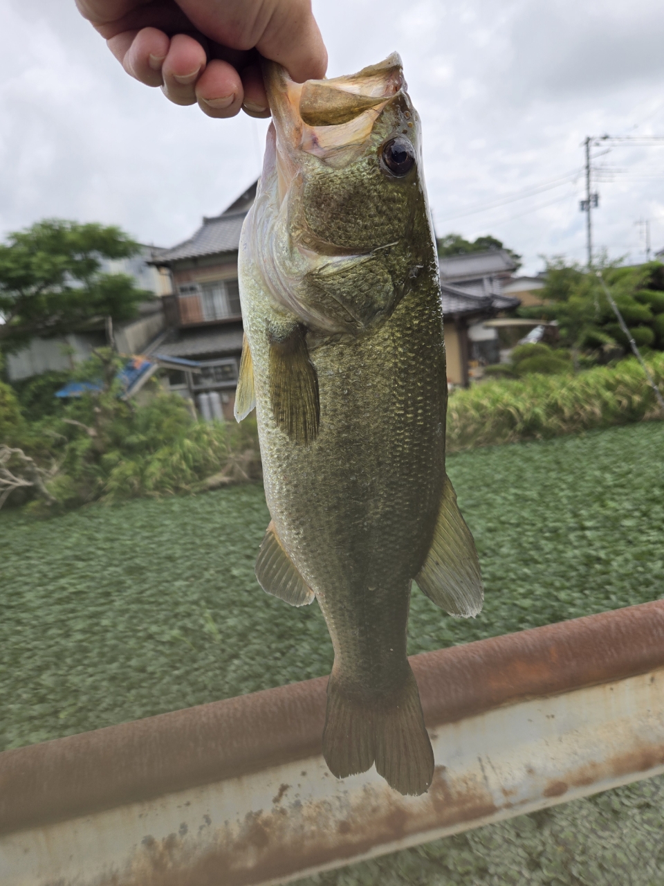 ブラックバス