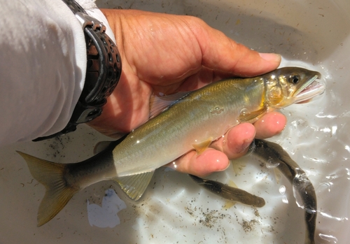 アユの釣果