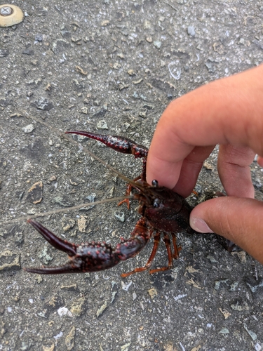 コイの釣果