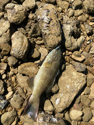 スジアラの釣果