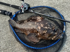 ムラソイの釣果