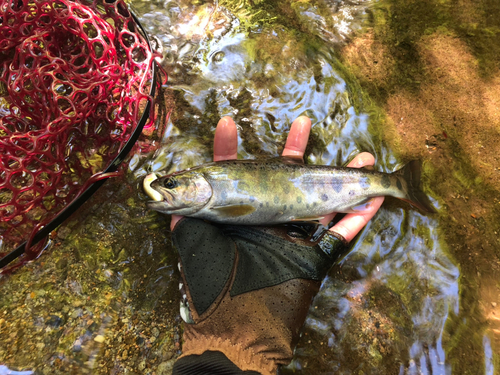 ヤマメの釣果