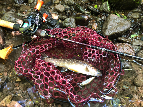 イワナの釣果