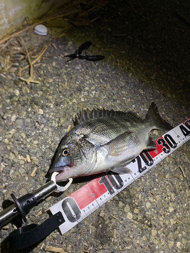 チヌの釣果