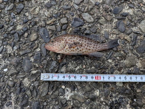 オオモンハタの釣果