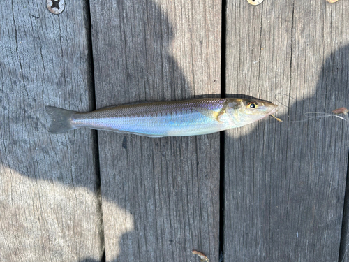 シロギスの釣果