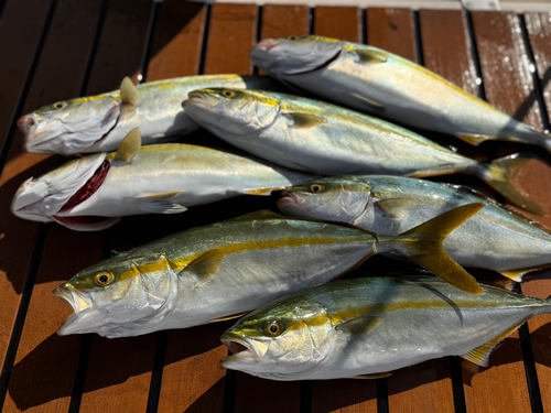 ワカシの釣果