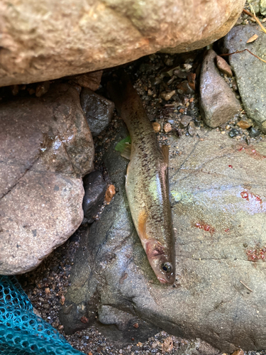 アブラハヤの釣果