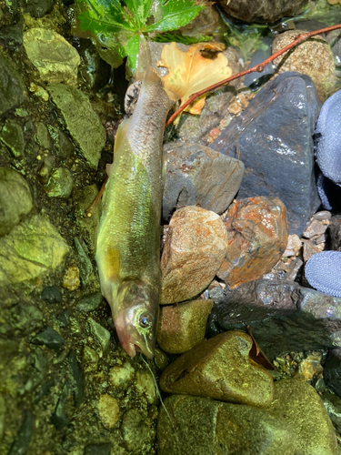 アブラハヤの釣果