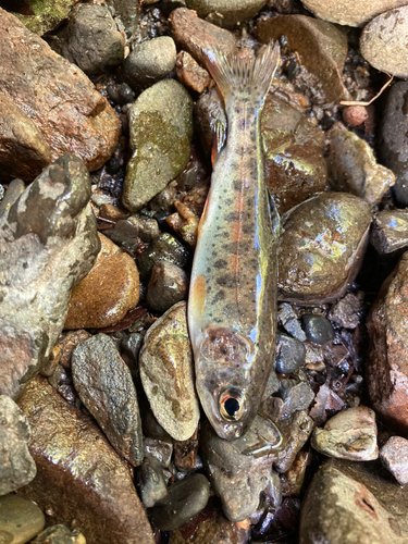 アマゴの釣果