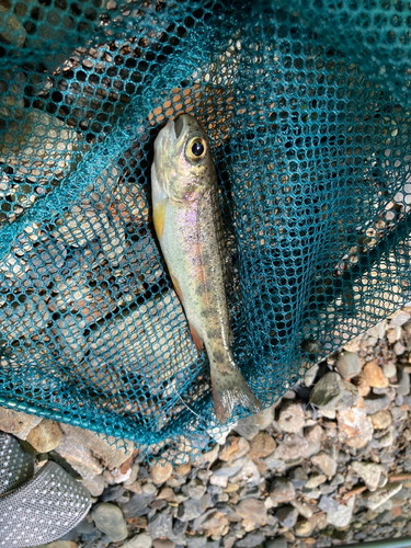 アマゴの釣果