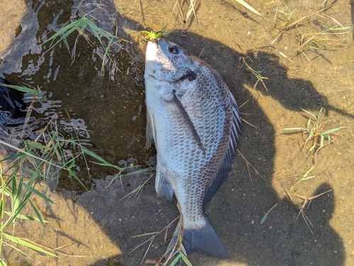 キビレの釣果