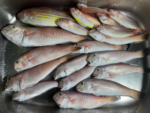 シロアマダイの釣果