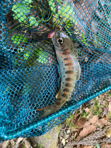 アマゴの釣果