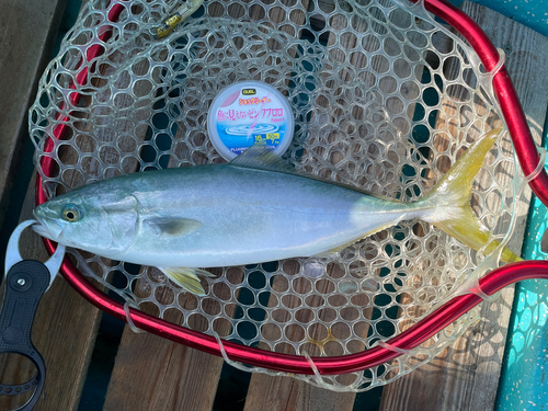 イナダの釣果