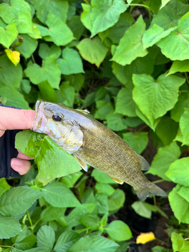 スモールマウスバスの釣果