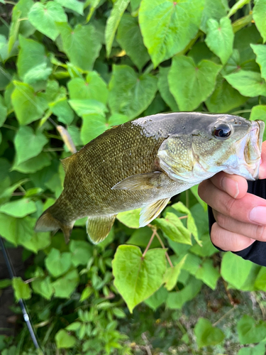 スモールマウスバスの釣果