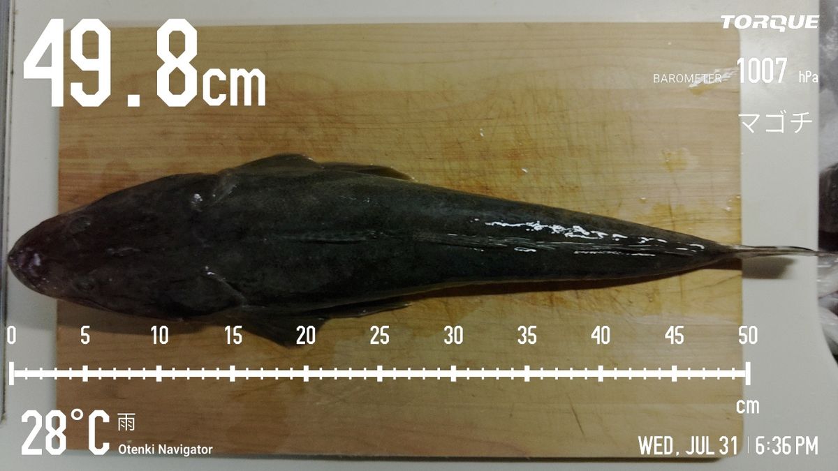 でっけさんの釣果 3枚目の画像